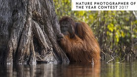 Лучший фотограф-натуралист 2017 года по версии National Geographic